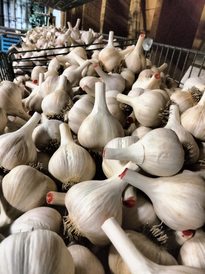 1/4 lb Garlic